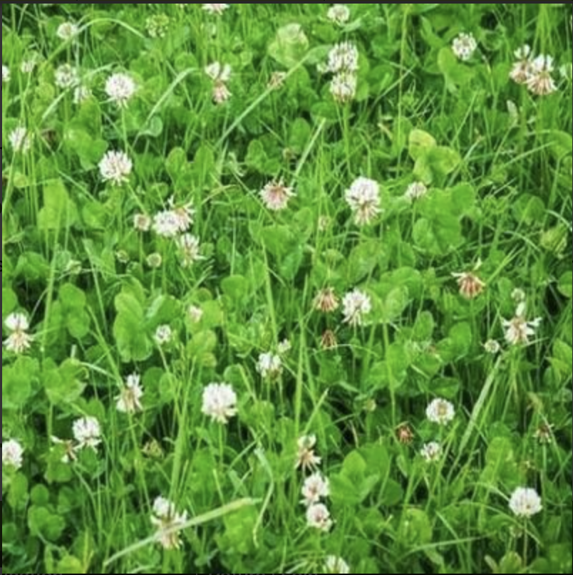 Se nourrir gratuitement ép 1