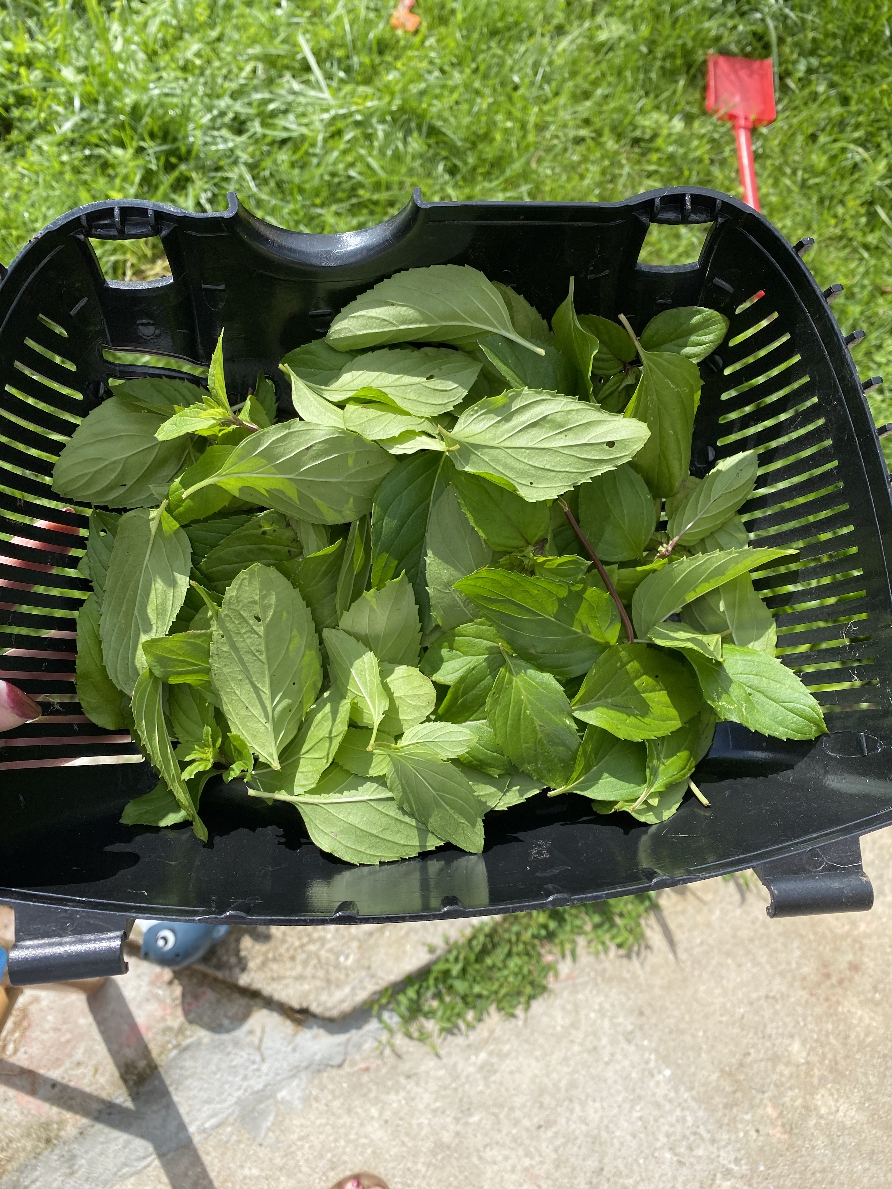 Infusion menthe bergamote